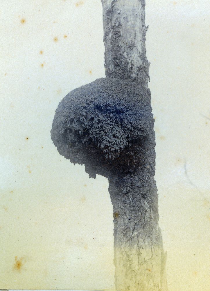 White ants mound attached to the trunk of a tree