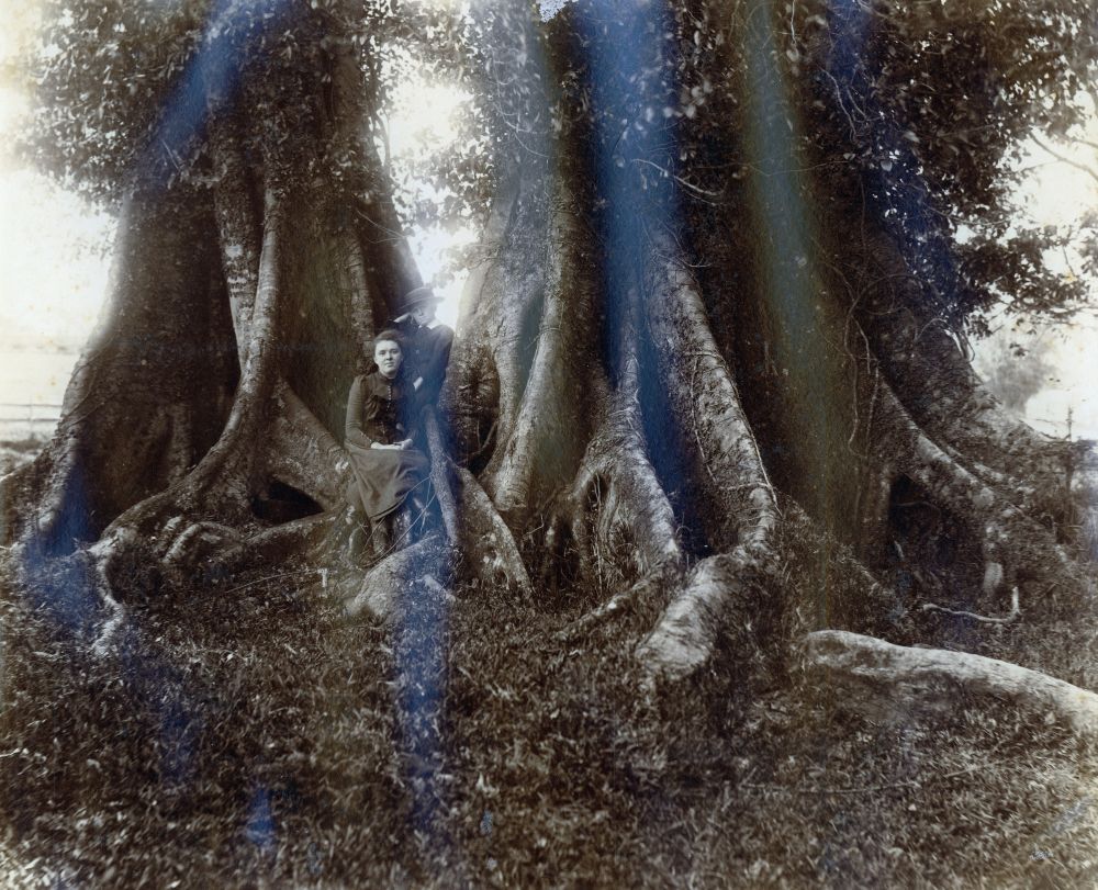 Large tree with buttressed roots