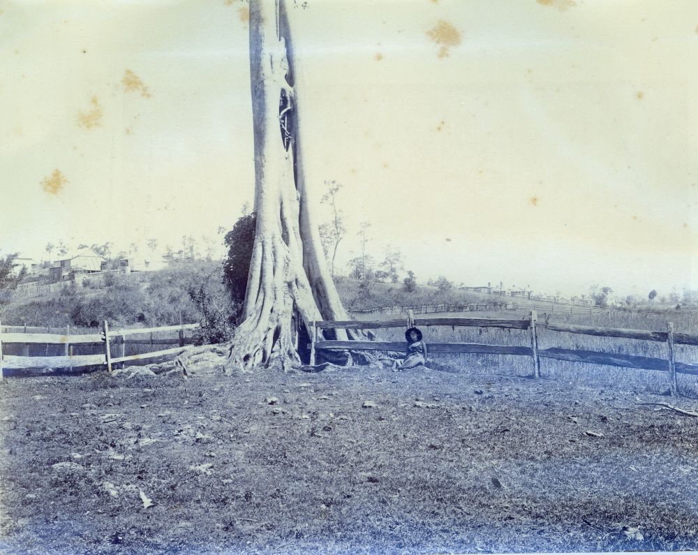 Buttressed roots of a large tree