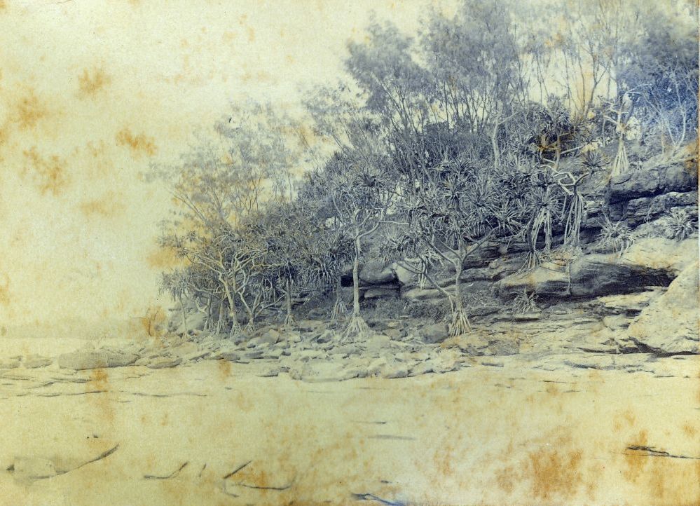 Rock cliffs covered in Pandanus Palms along the foreshore at Caloundra, 1890
