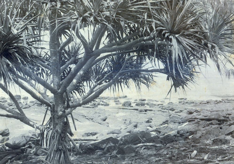 Large Pandanus Palm on the rocky foreshore