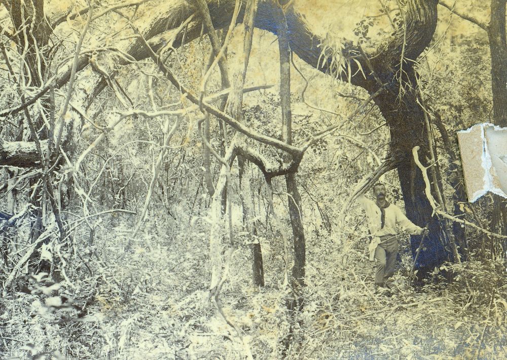 Man standing in thick bushland