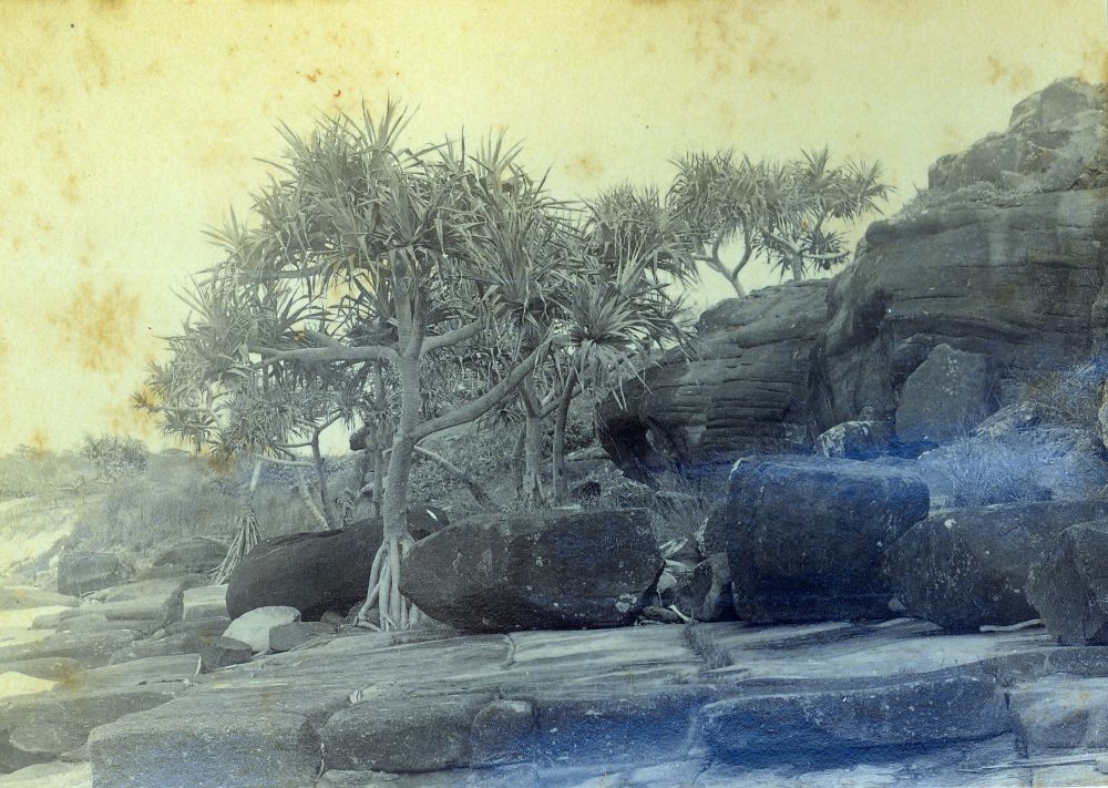 Rock cliffs with Pandanus Palms along the foreshore