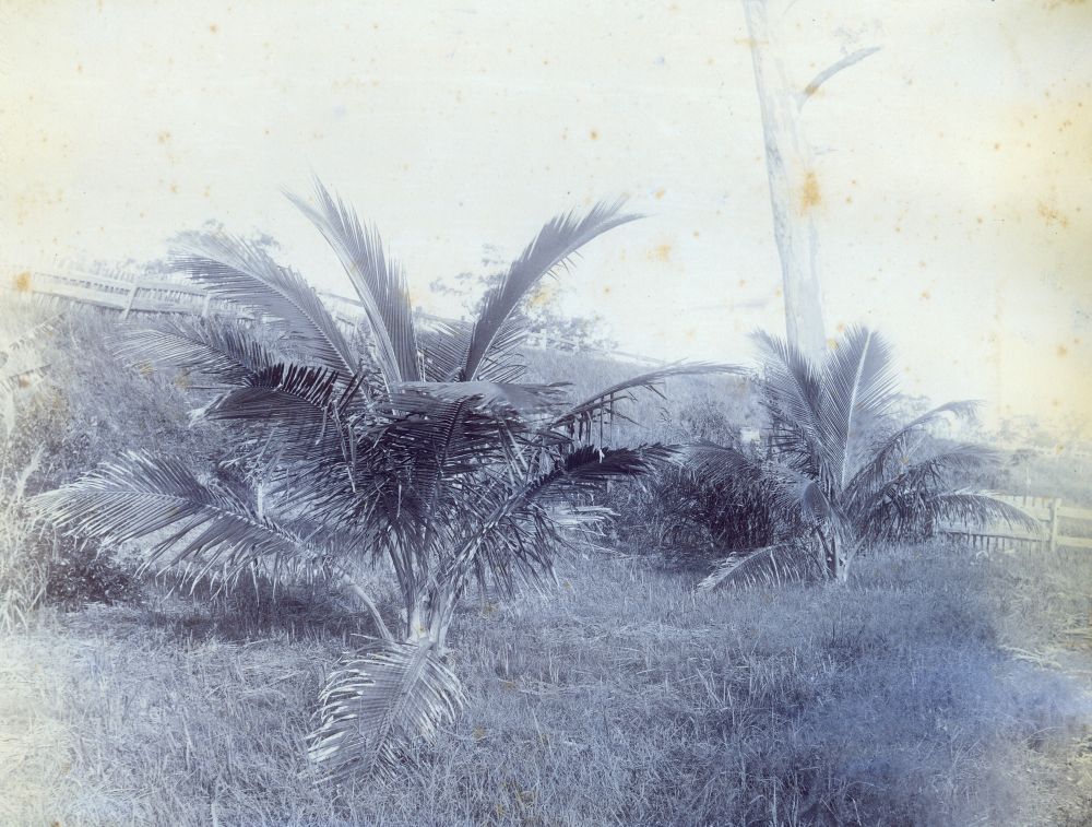 Coconut Palms at Deception Bay