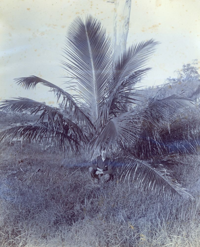 Coconut Palm at Deception Bay