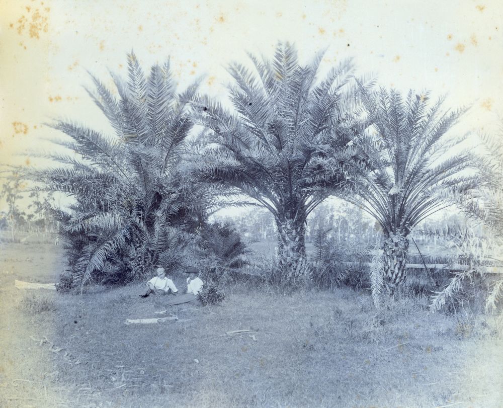 Date Palms at Burpengary