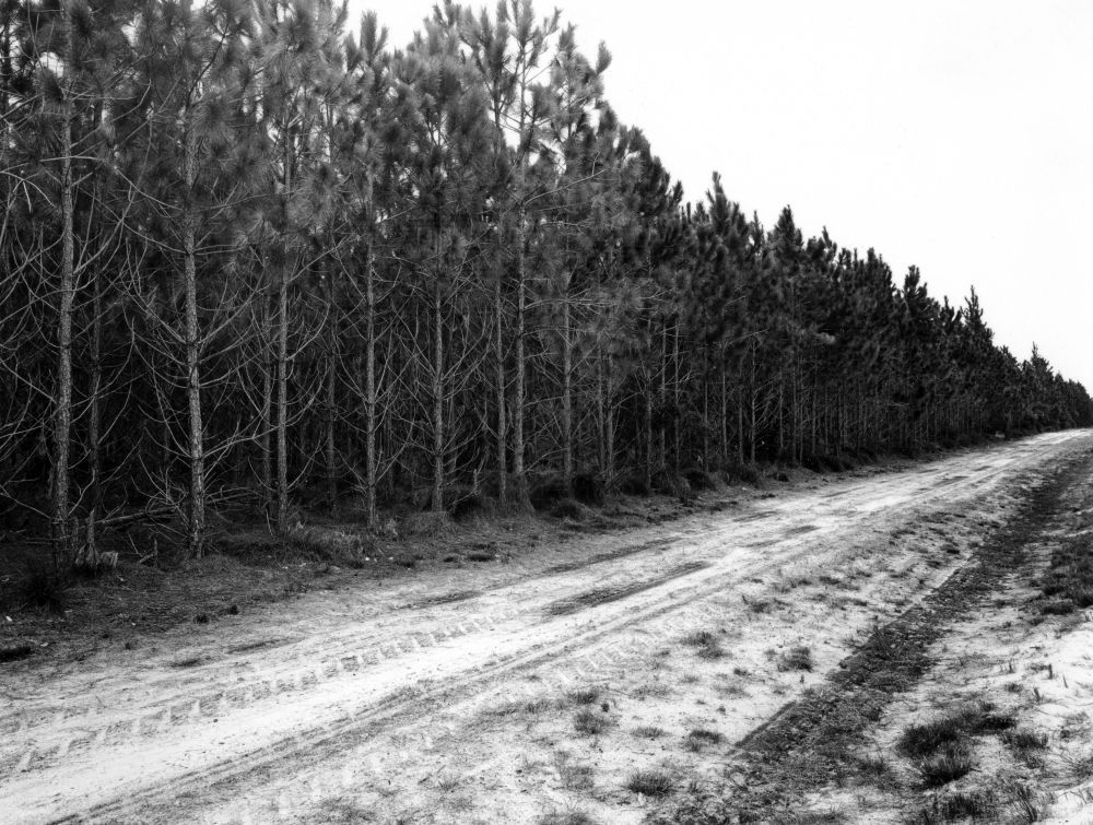 Bribie Island Tree Farm, 19 March 1971