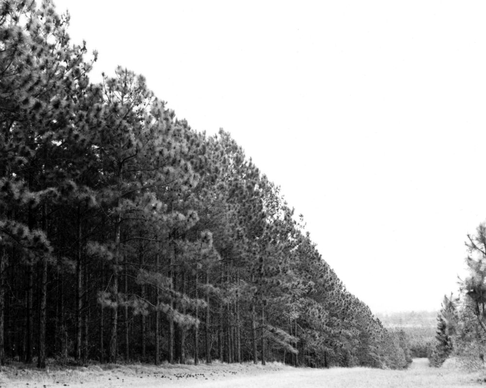View of a Slash Pine plantation