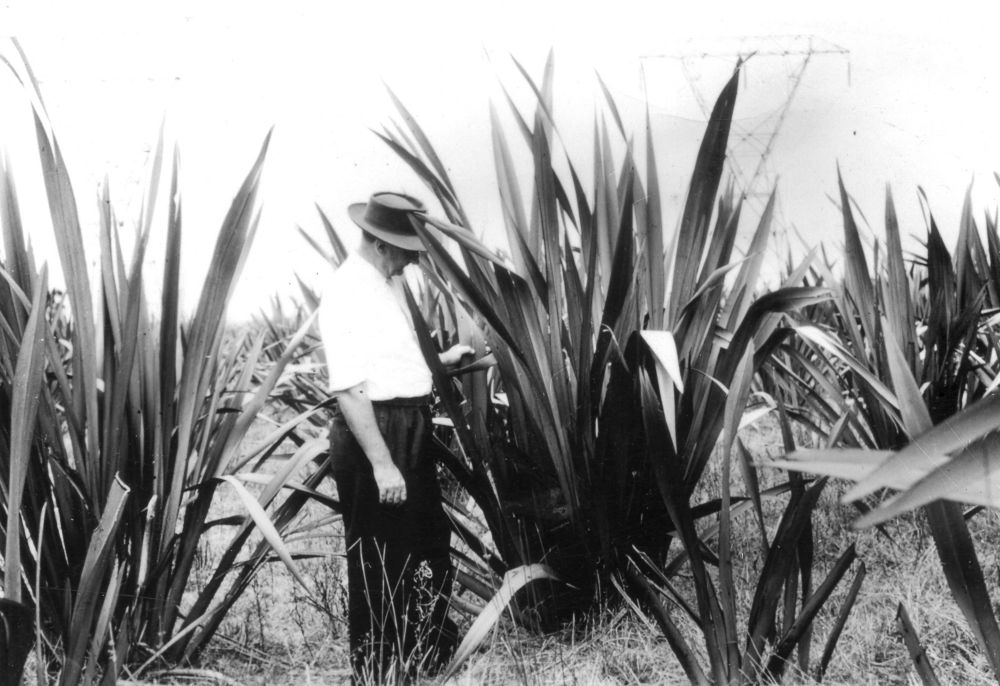 Flax plants cultivated in New Zealand