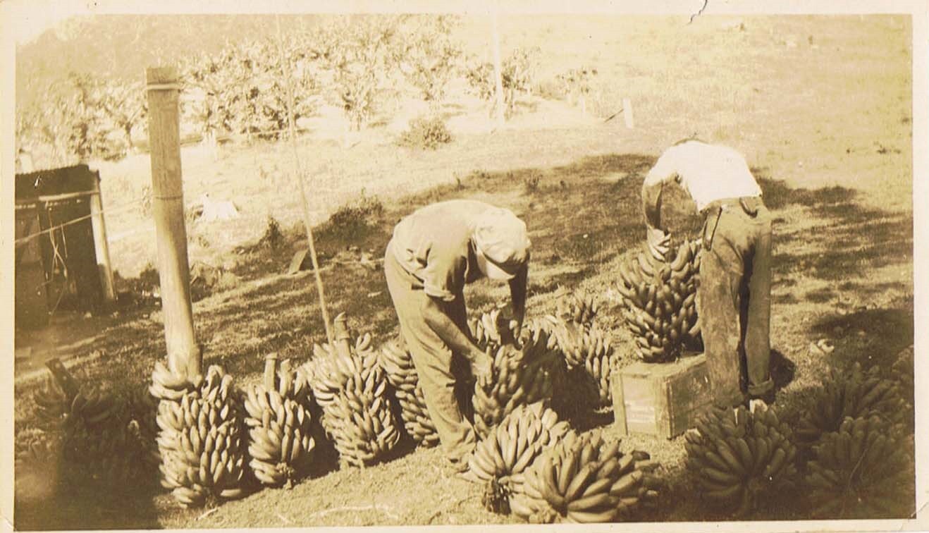 Banana packing