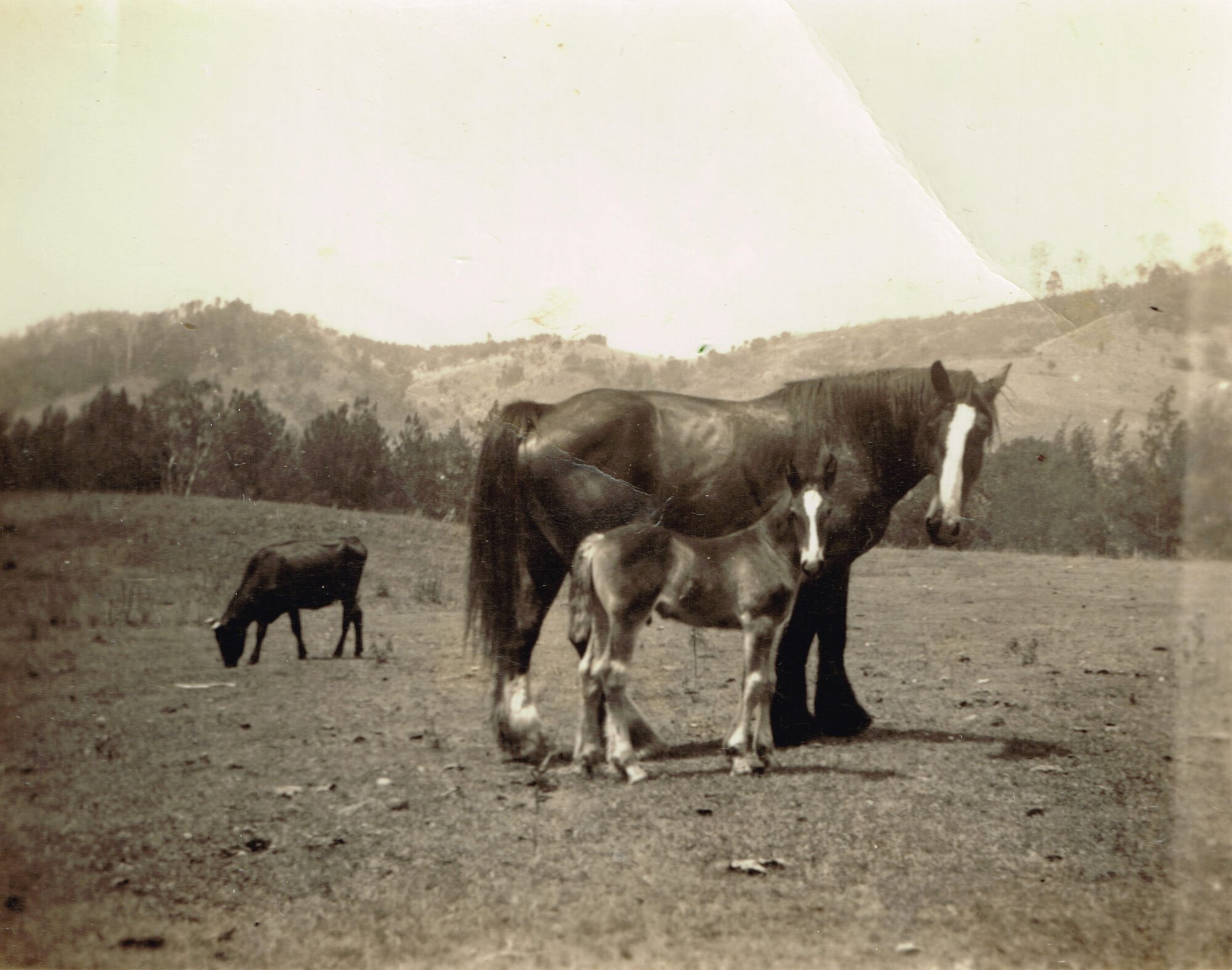 Clydesdale work horse