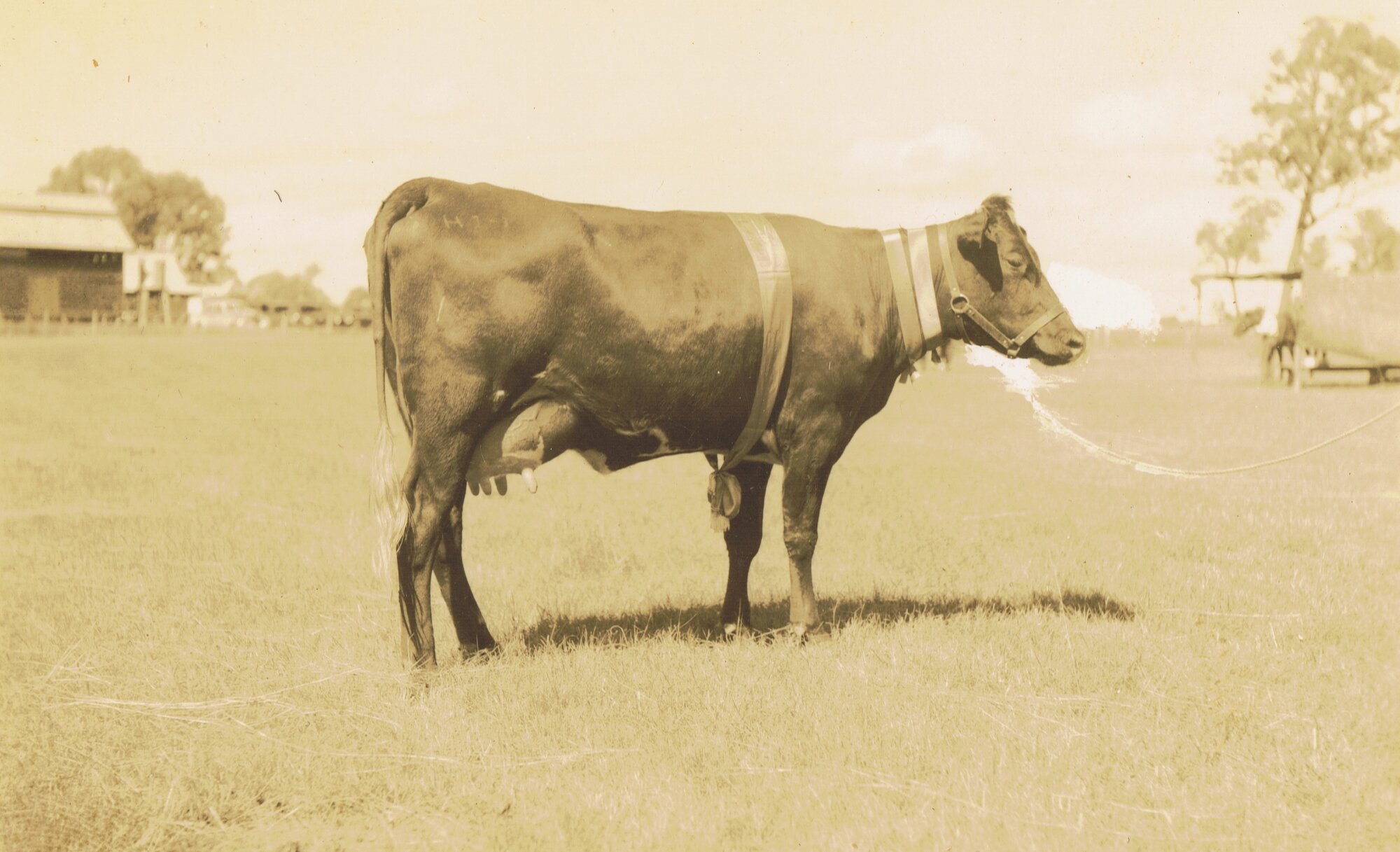 Herbert James prize cow
