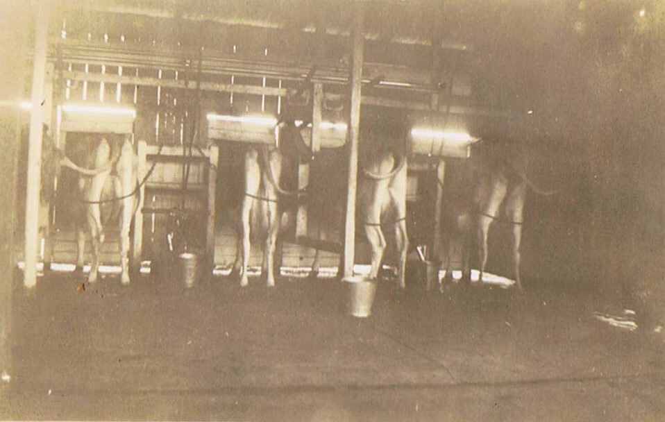 Milking at Merryvale Jersey Stud