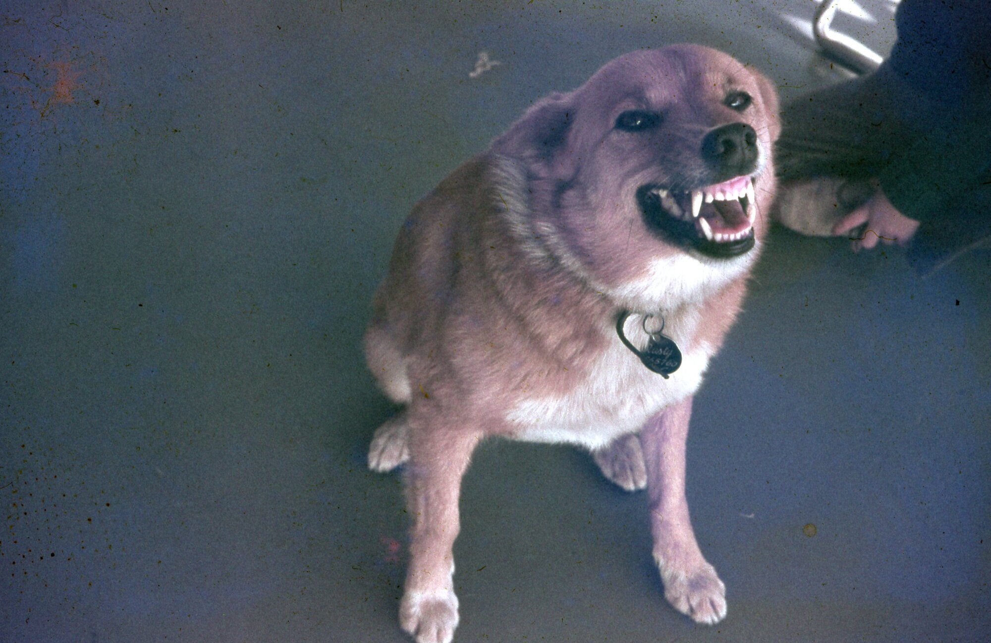 Toorbul - 1960s - Buckby Family Pet Dingo