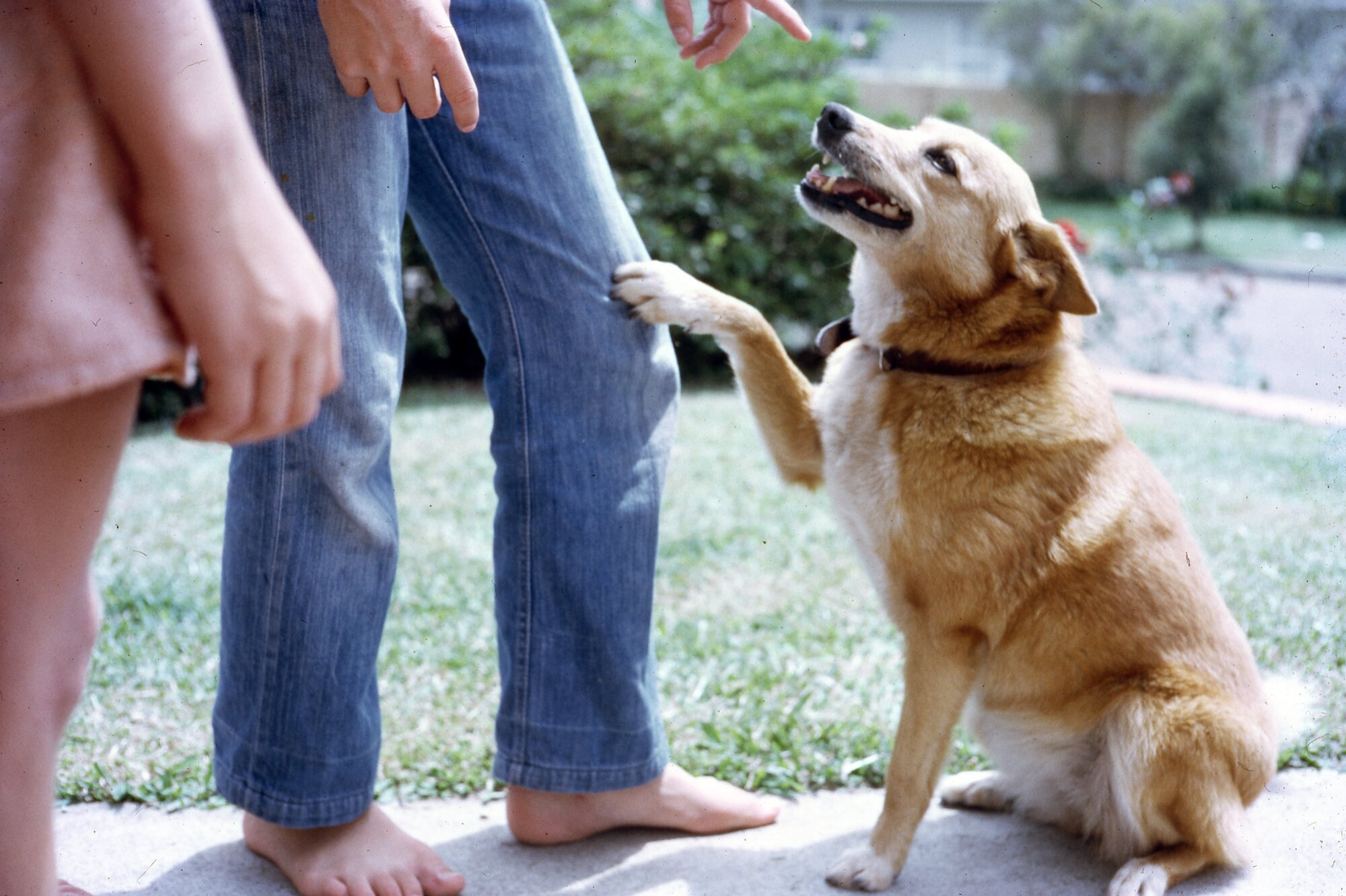 Toorbul - 1960s - Buckby Family Pet Dingo