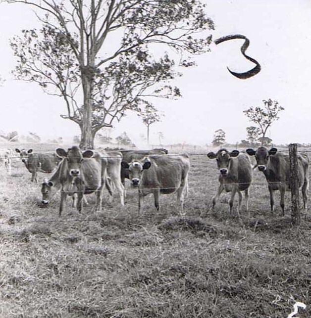 Merryvale jersey heifers