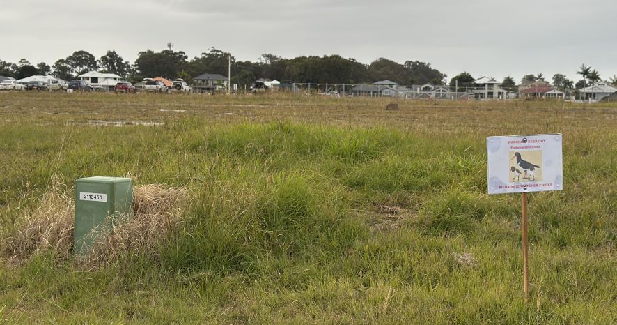 Pied Oystercatcher Eggs