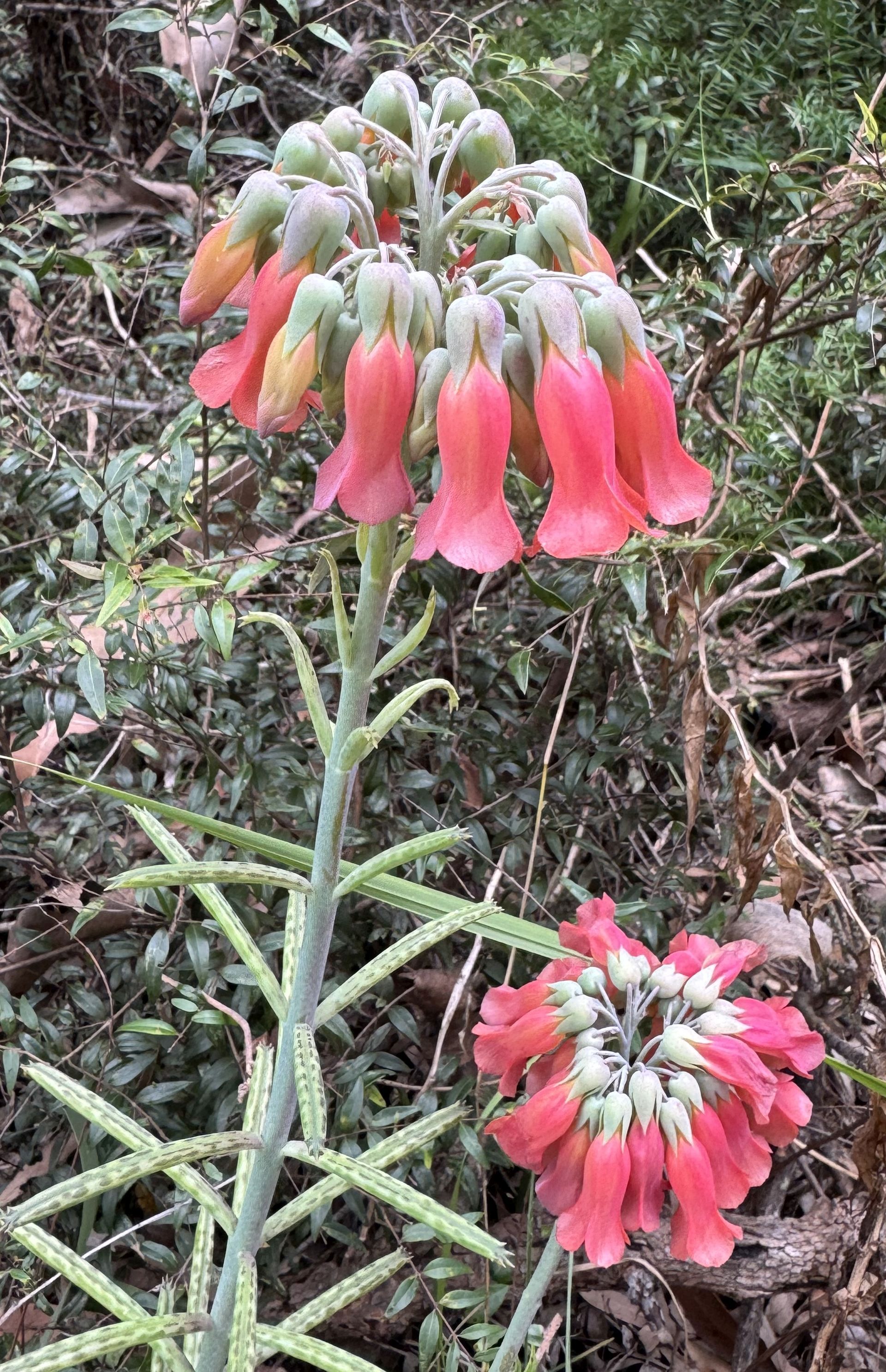 Chandelier Plant - Near RAN 4 Bribie Island
