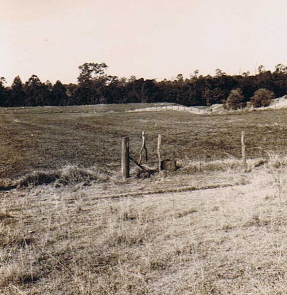 Merryvale Jersey Stud