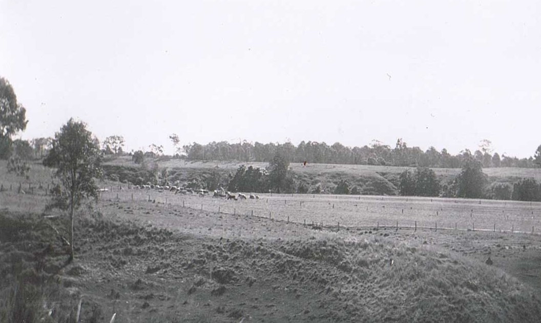 Merryvale Jersey Stud