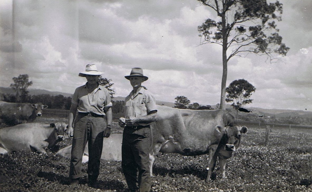 Merryvale Jersey Stud