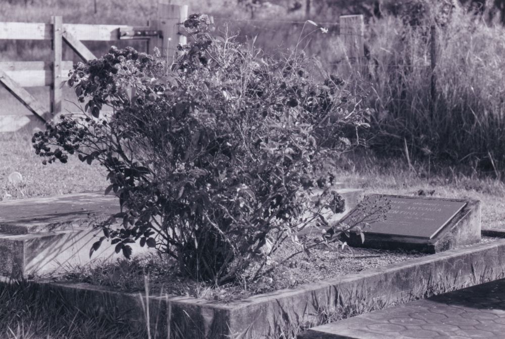Samsonvale Cemetery, August 1988