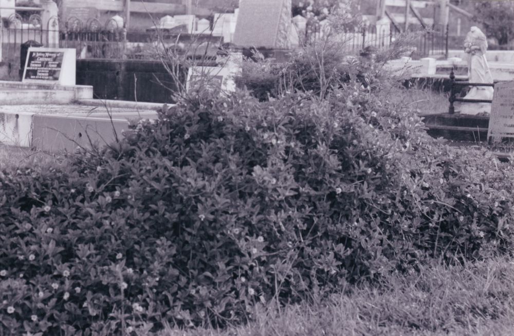 Samsonvale Cemetery, August 1988