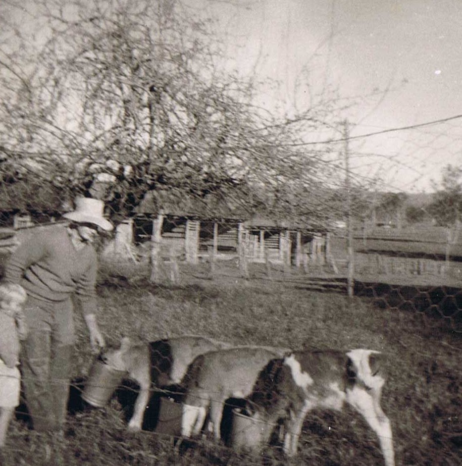 Jeff Newton feeding calves on Merryvale