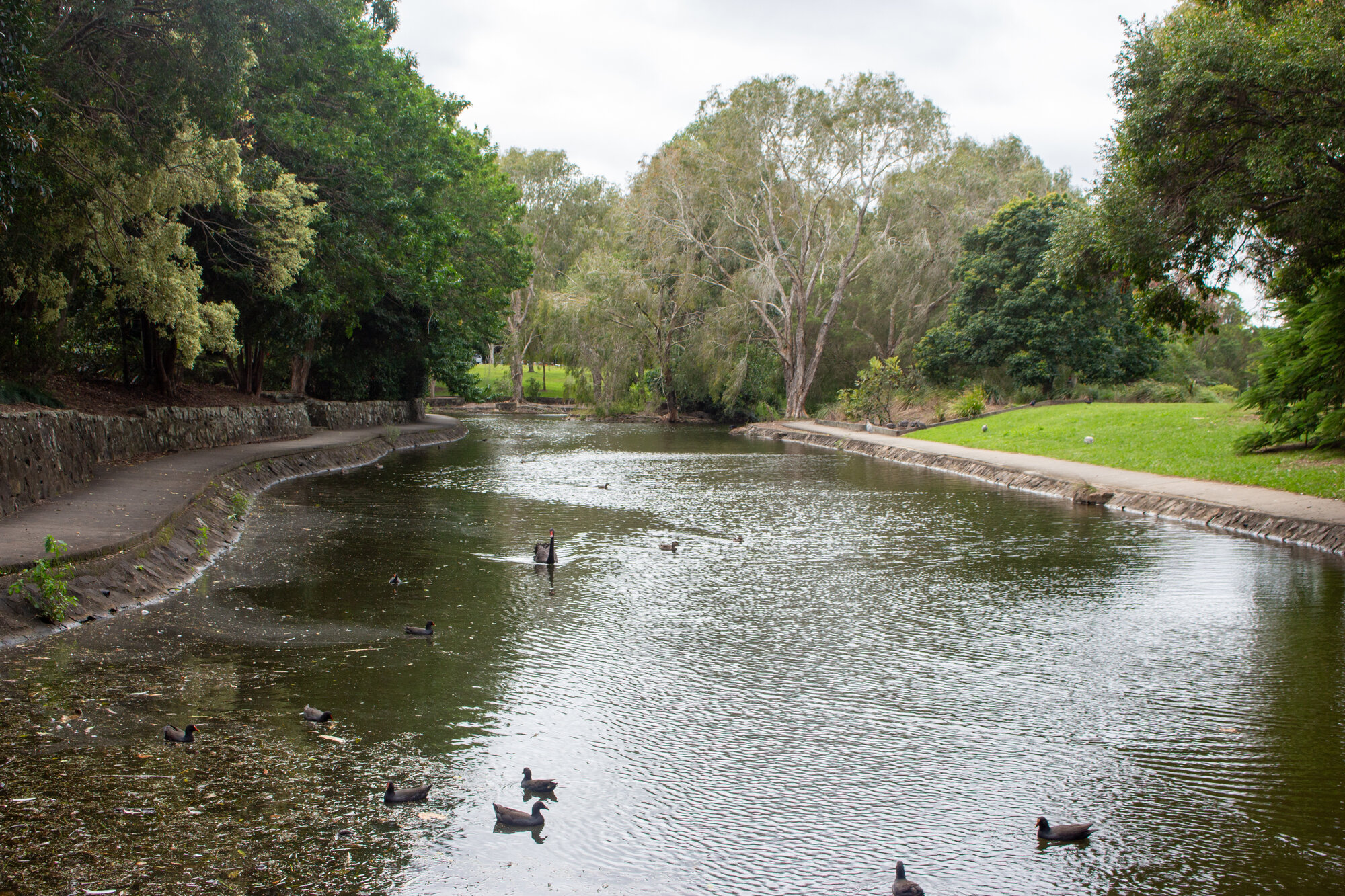 Centenary Lakes area - Purple Swamphens and Black swan swim on a lagoon - 2-14 Elliott Street Caboolture