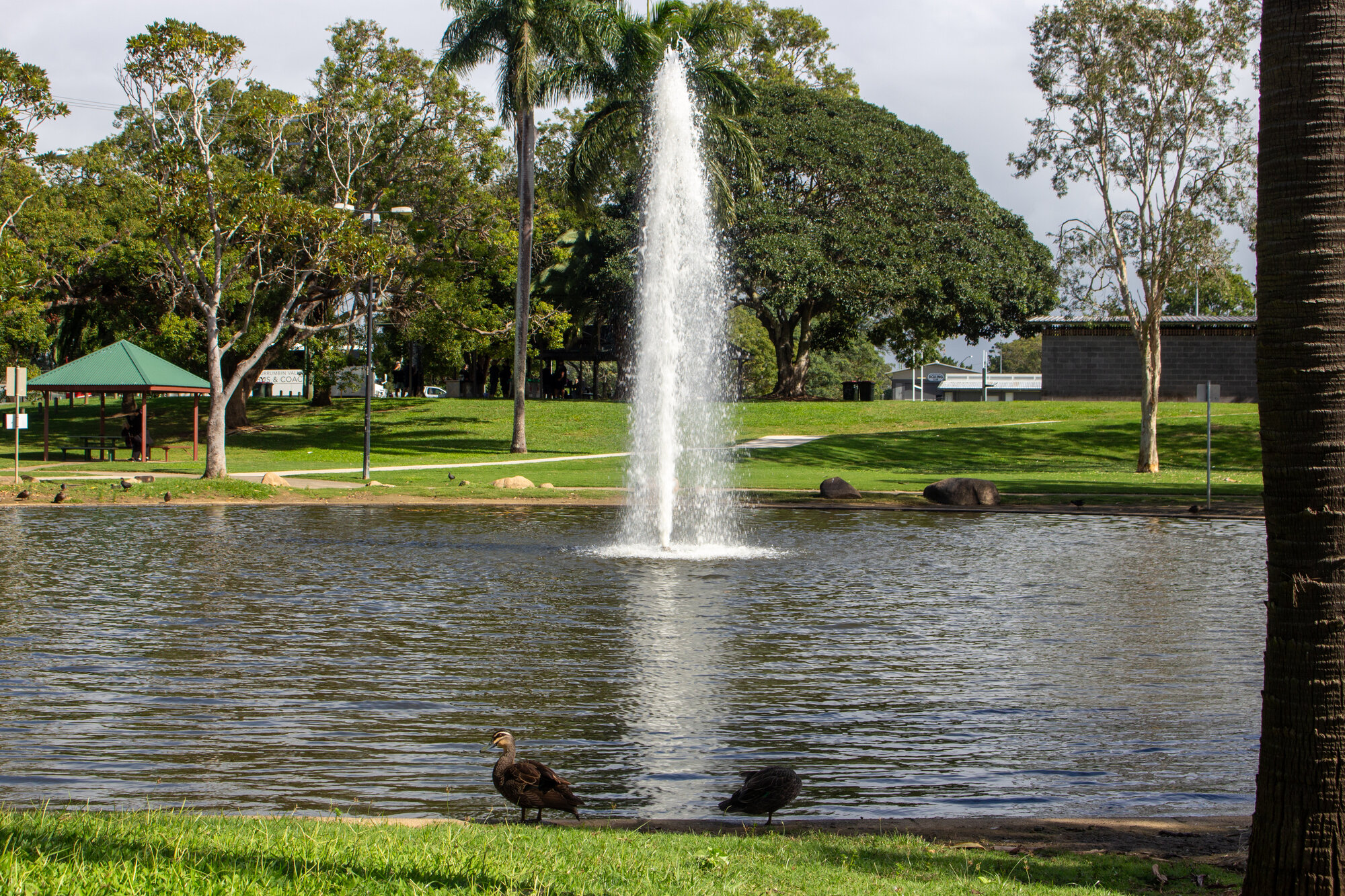 Fountain in the southern lagoon of the Centenary Lakes (Stage one) near Morayfield Road Caboolture