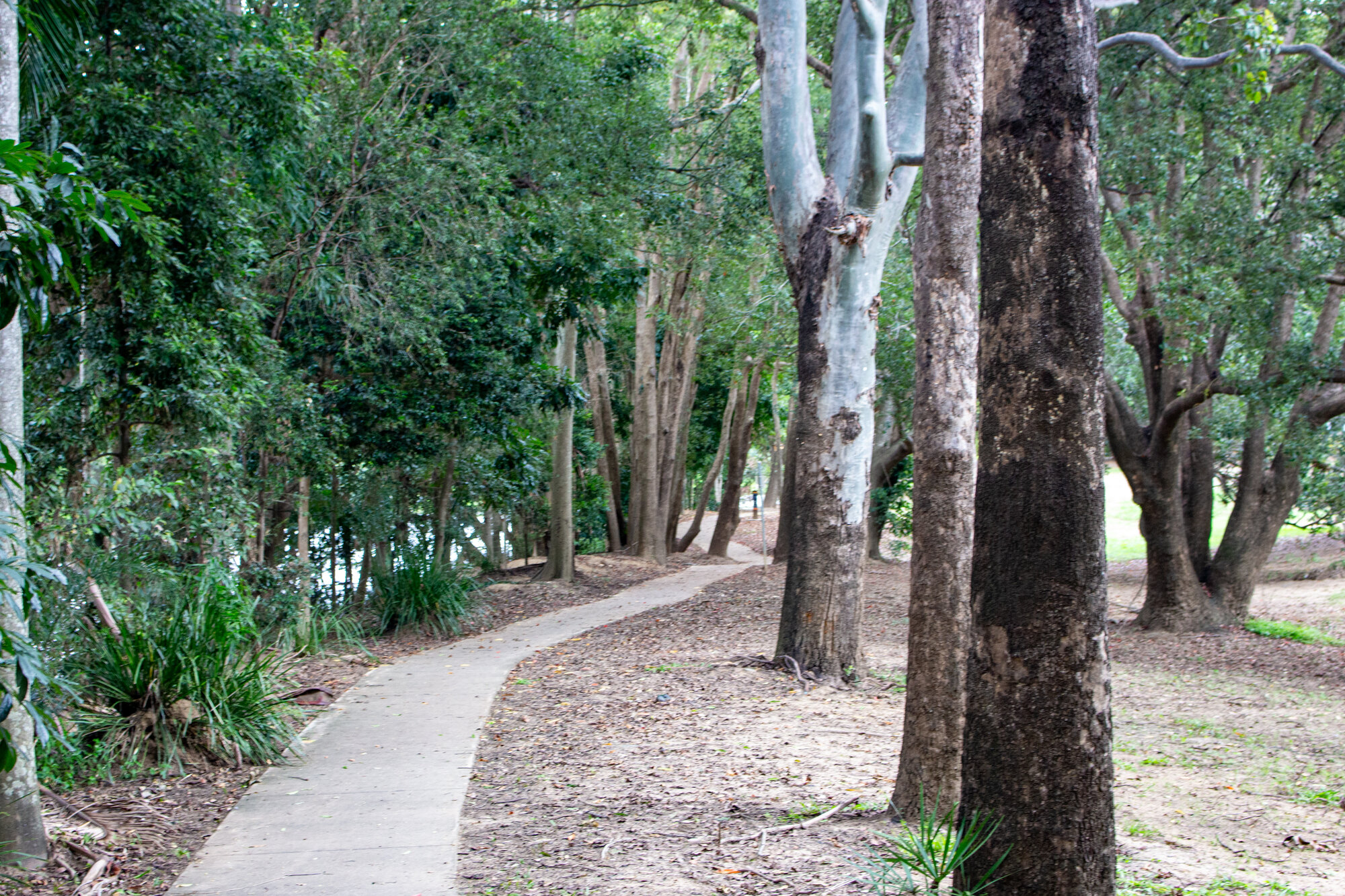 Rotary Walk footpath amongst the trees on the bank of the Caboolture River within the Caboolture Sports Complex