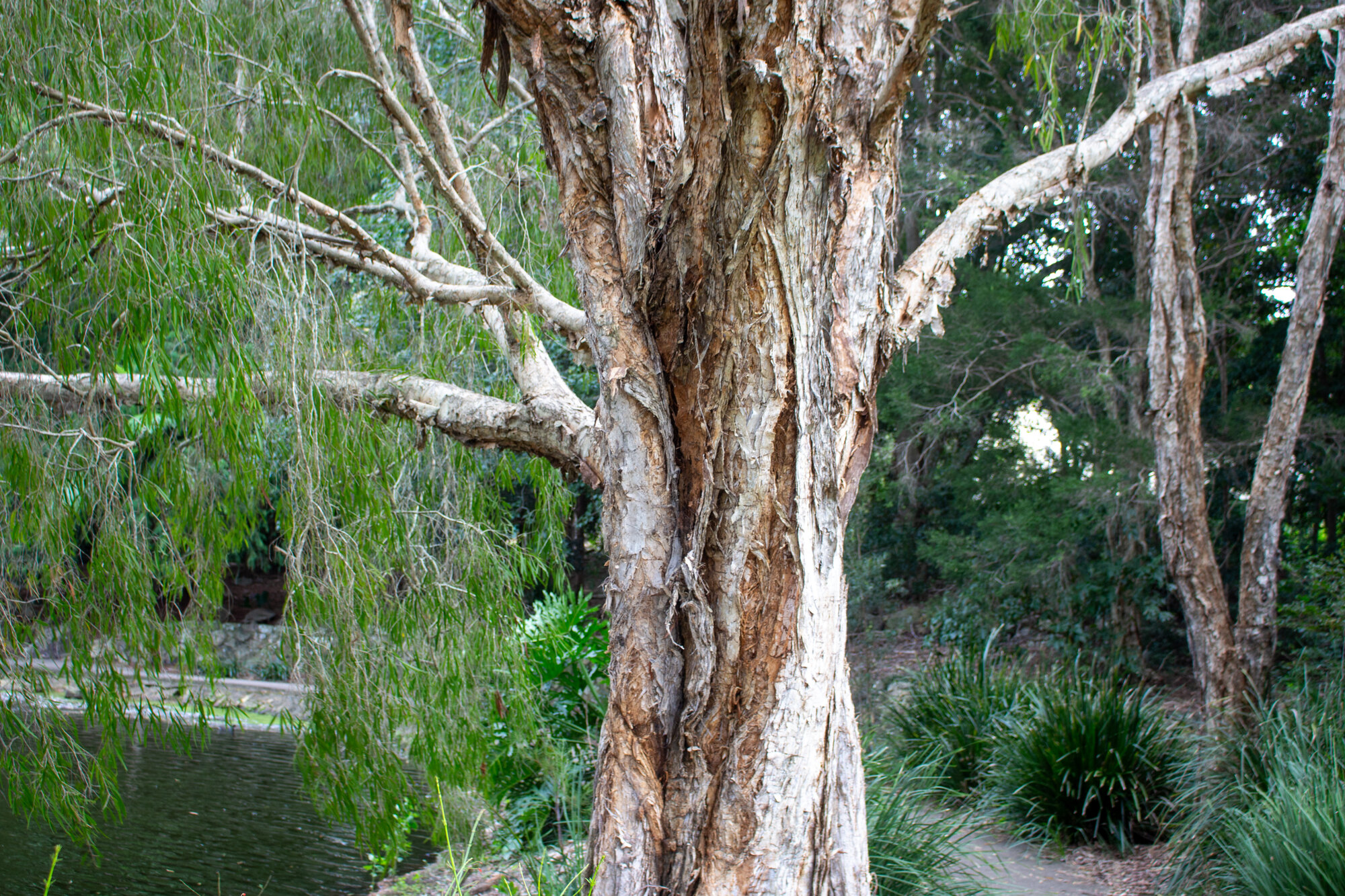 Centenary Lakes Area (Stage two area) - 2-14 Elliott Street Caboolture