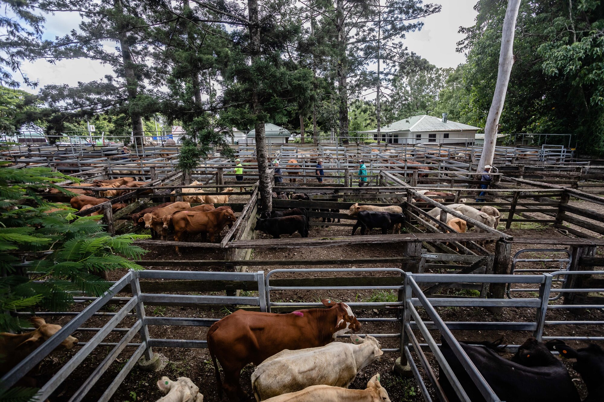 Woodford Saleyards - 129 Archer Street Woodford - cattle in multiple stockyards