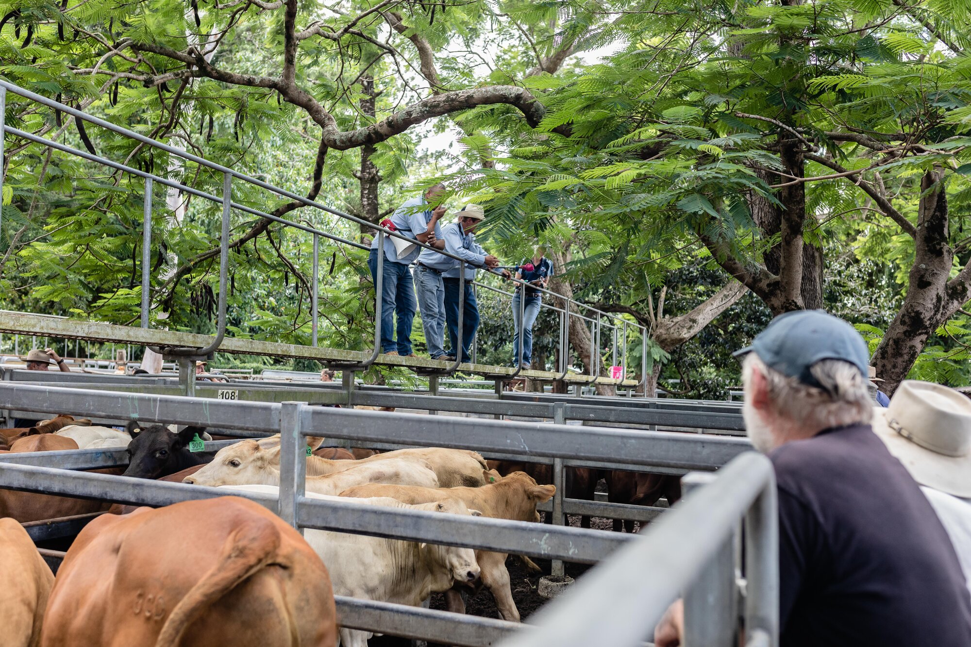 Woodford Saleyards - 129 Archer Street Woodford - auctioneer conducting an auction on one of the lots of cattle
