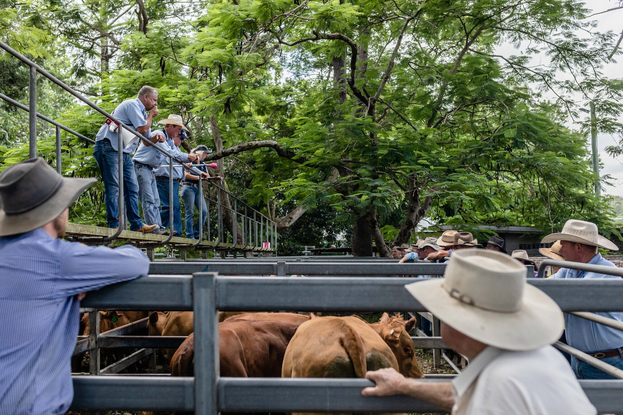 Woodford Saleyards - 129 Archer Street Woodford - auctioneer conducting an auction on one of the lots of cattle