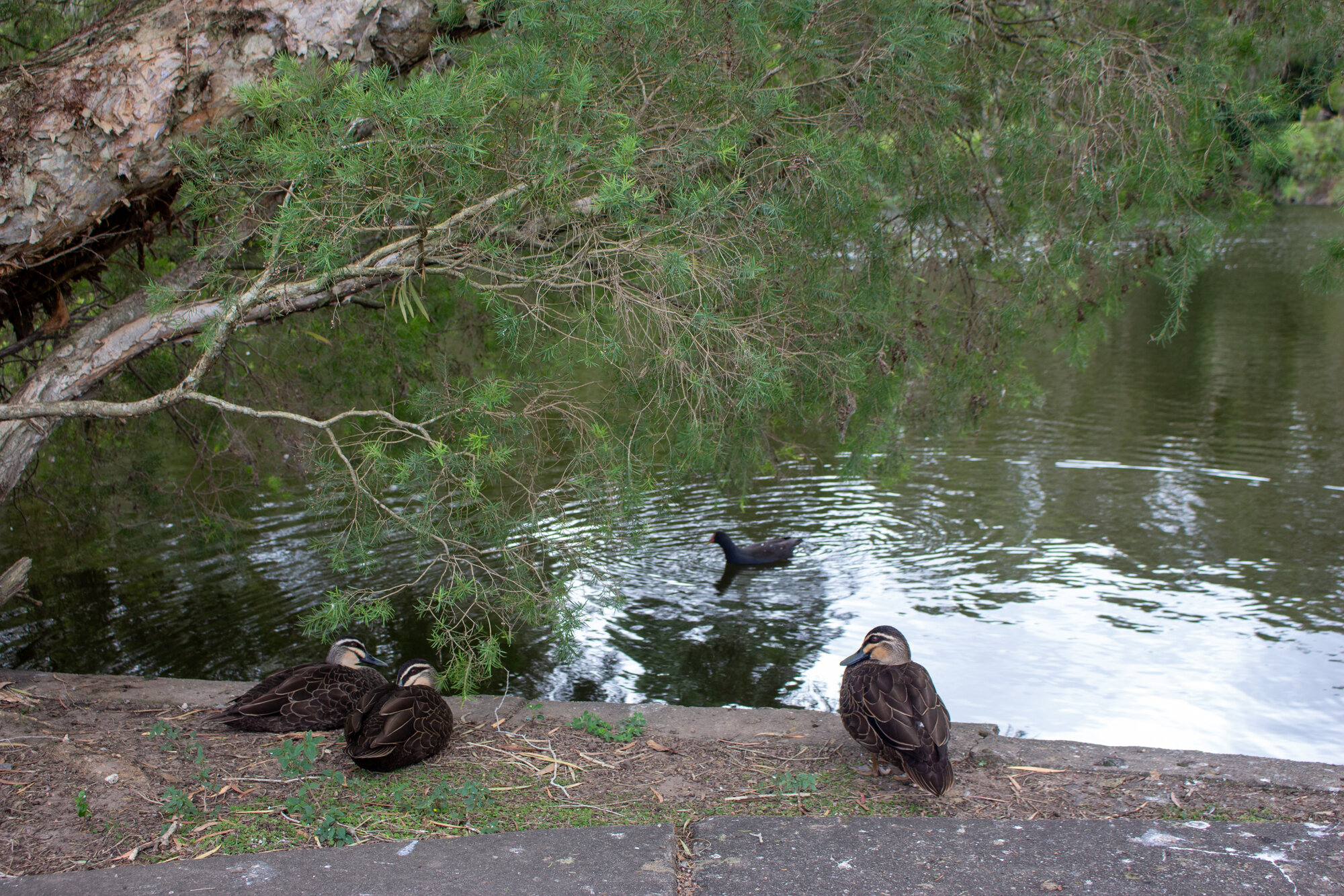 Centenary Lakes area - Ducks on the bank of one of the lagoons - 2-14 Elliott Street Caboolture