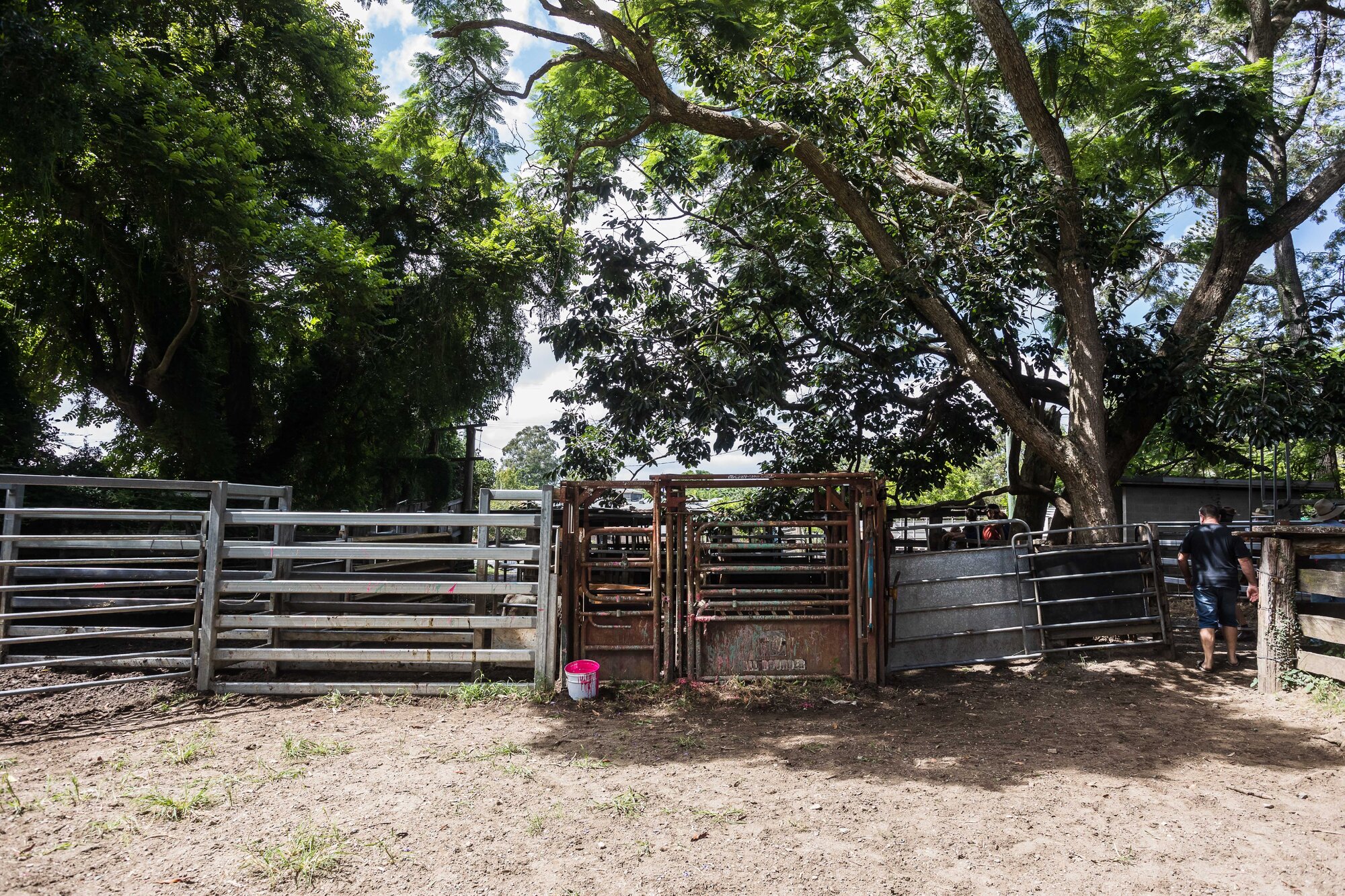 Woodford Saleyards - 129 Archer Street Woodford - cattle crush and stockyards
