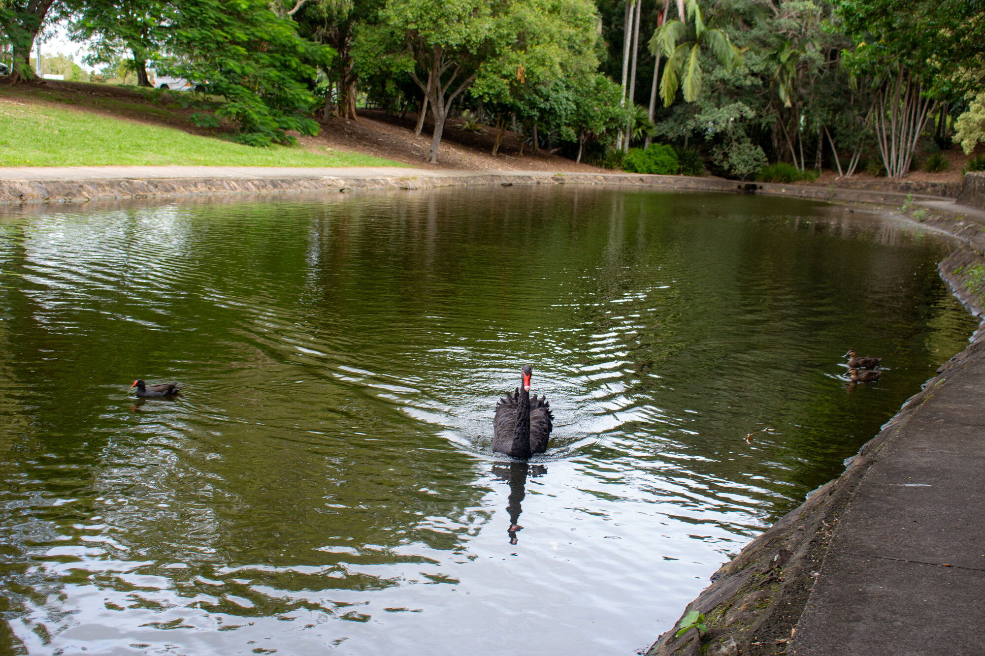 Centenary Lakes area - Native birds swim on the lagoon - 2-14 Elliott Street Caboolture