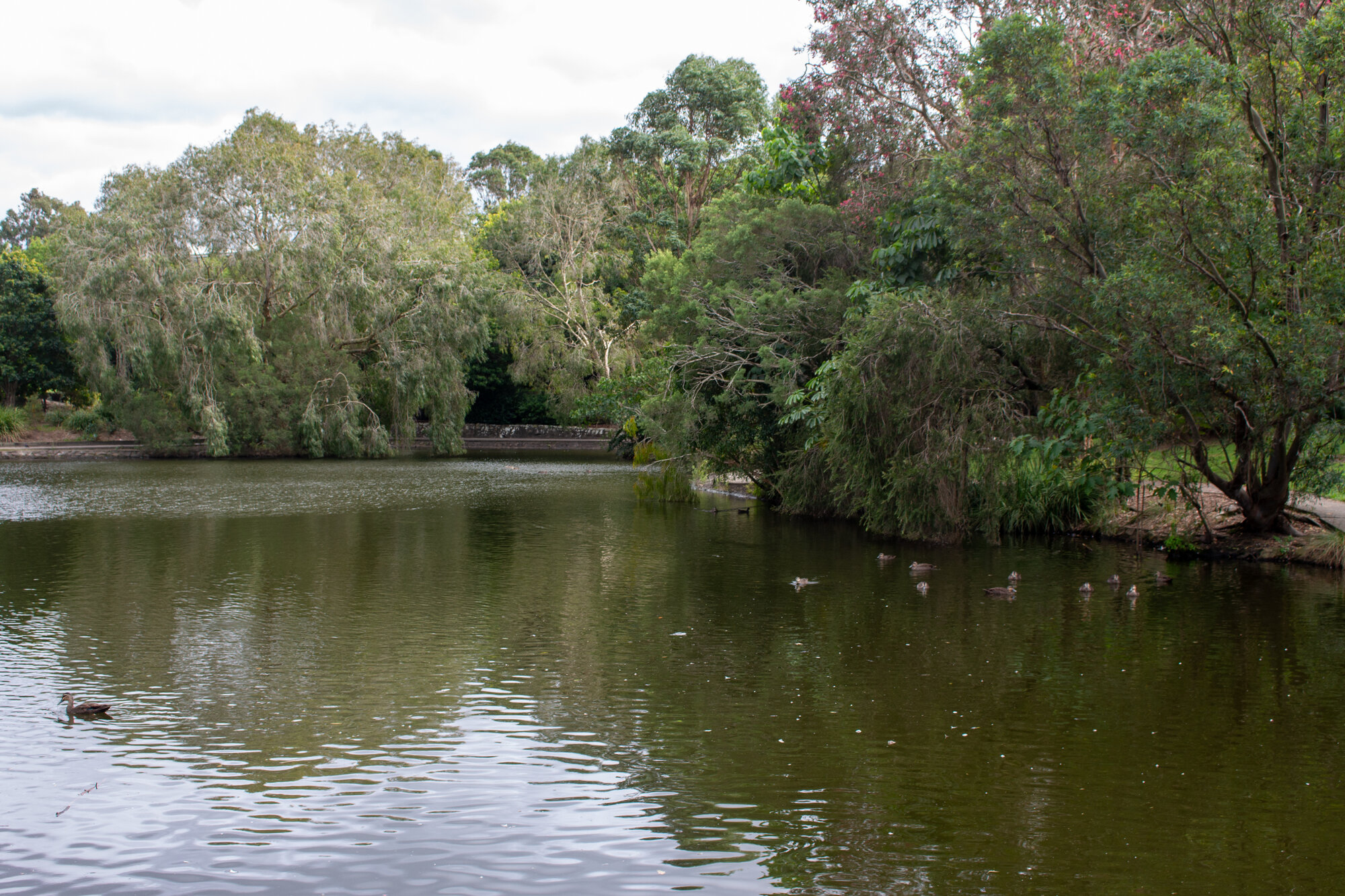 Centenary Lakes area - Ducks on a lagoon - 2-14 Elliott Street Caboolture