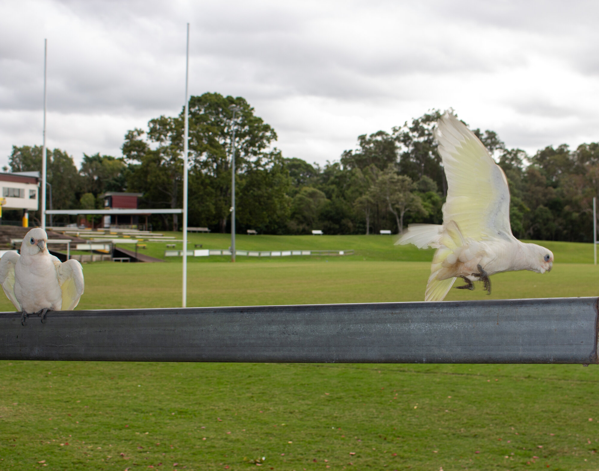 Corellas taking flight from a fence at the Caboolture Sports Complex - 15 Riverview Street Caboolture
