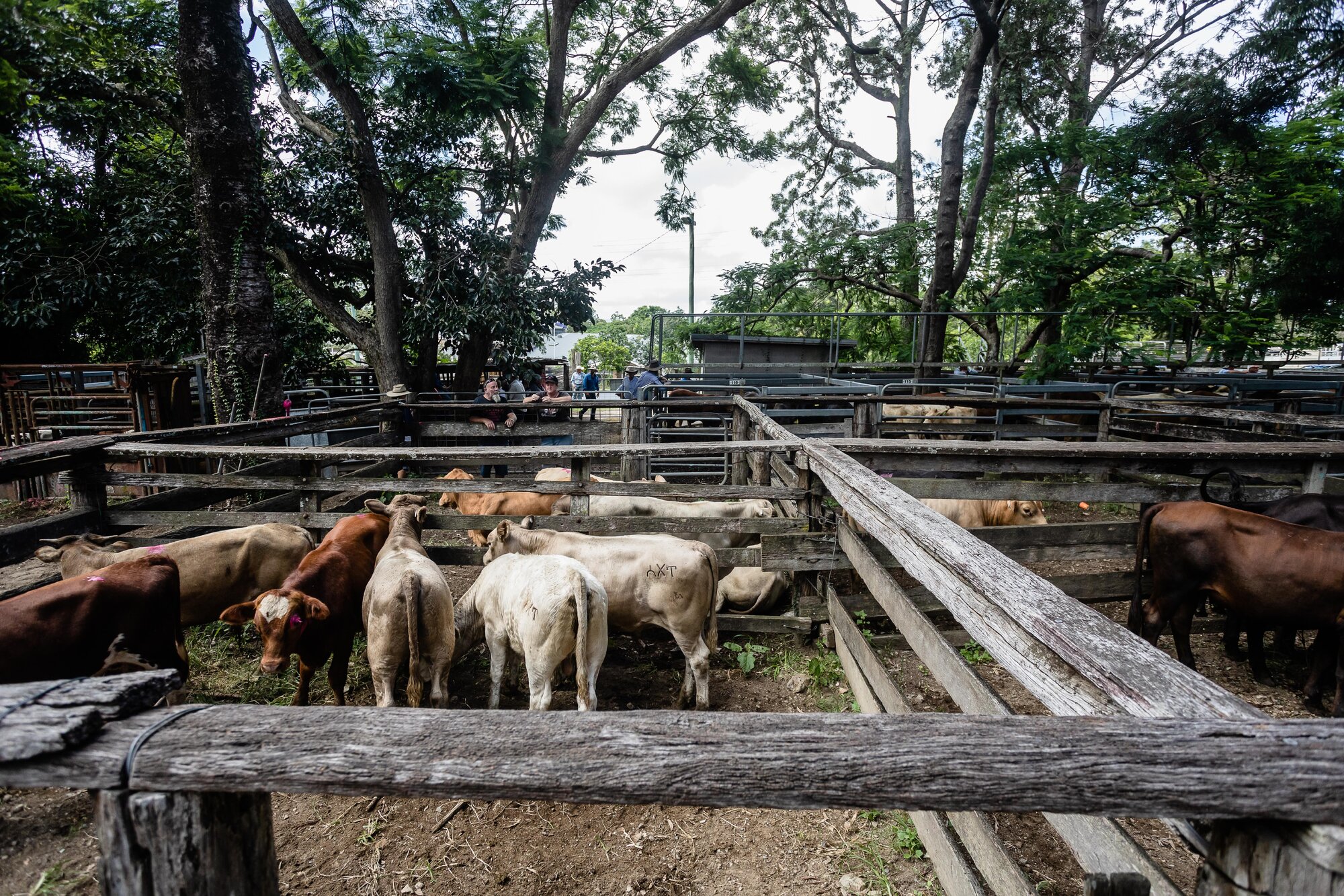 Woodford Saleyards - 129 Archer Street Woodford - cattle in multiple stockyards