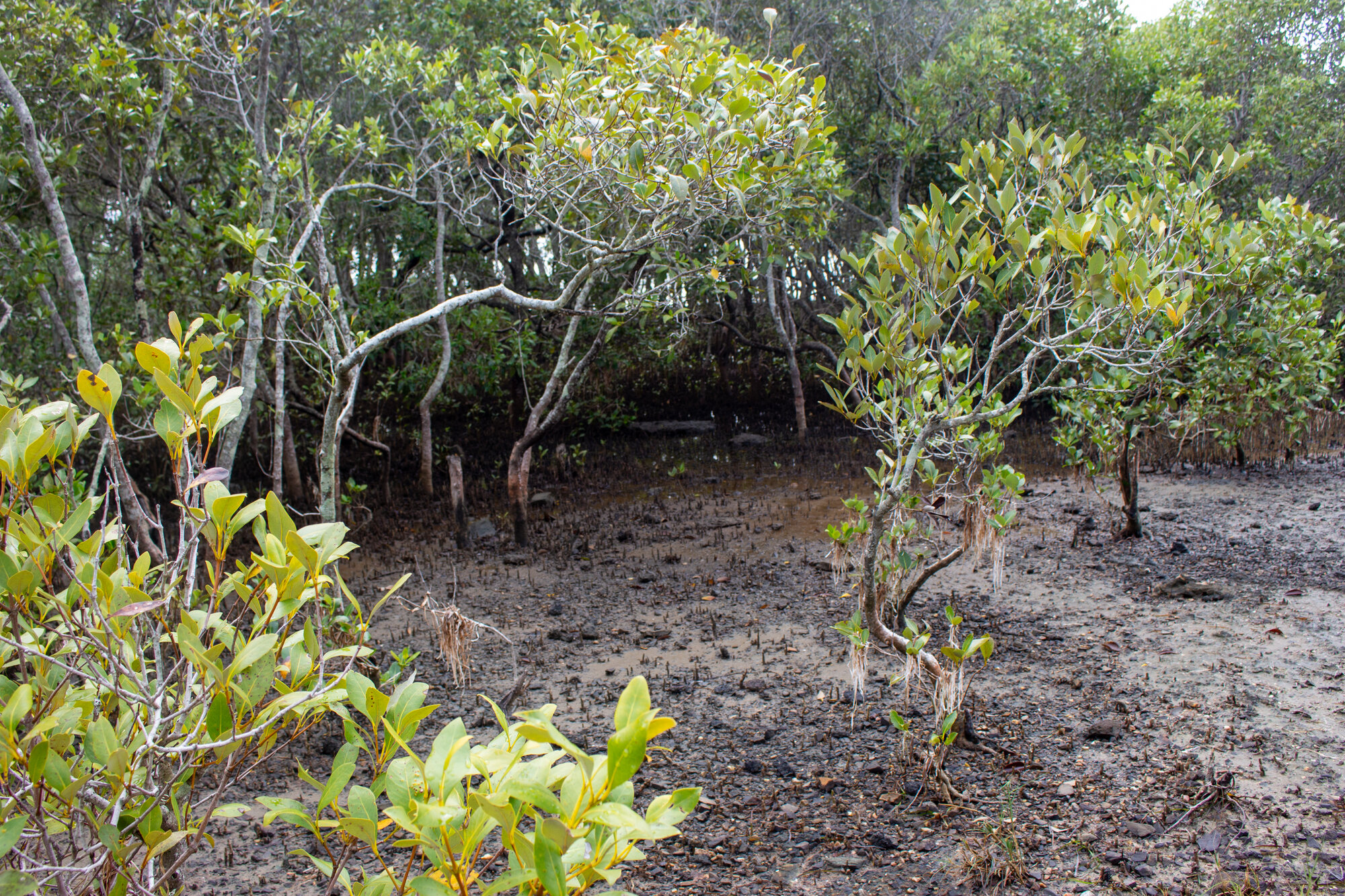 Mangroves line the foreshore at property located at 7 Joseph Crescent Deception Bay