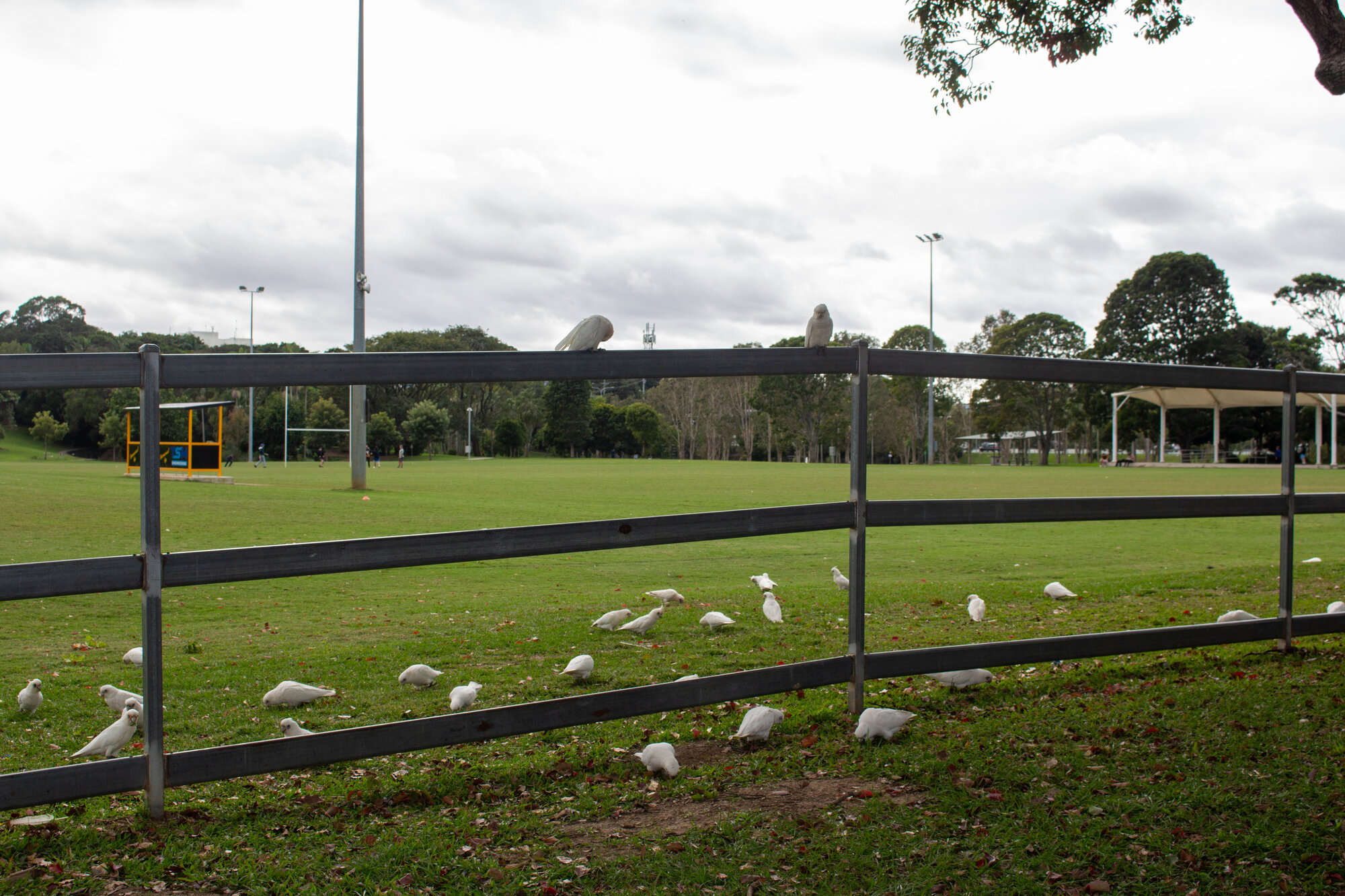 Corellas feeding at the Caboolture Sports Complex - 15 Riverview Street Caboolture
