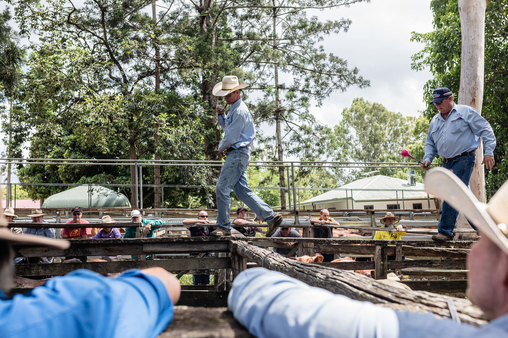 Woodford Saleyards - 129 Archer Street Woodford - auctioneer preparing to conduct an auction on one of the lots of cattle