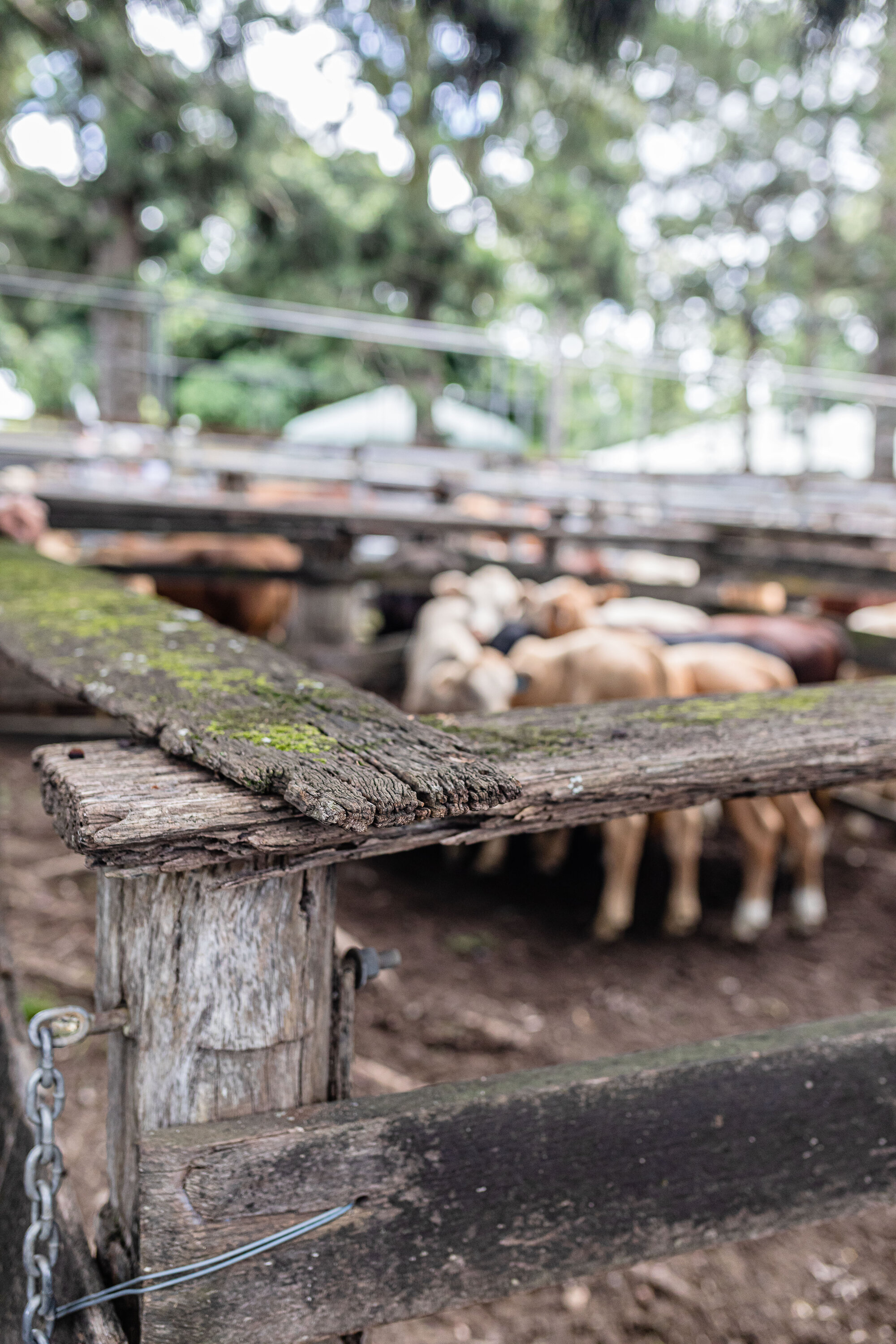Woodford Saleyards - 129 Archer Street Woodford - close-up of post and rail fences used as stockyards