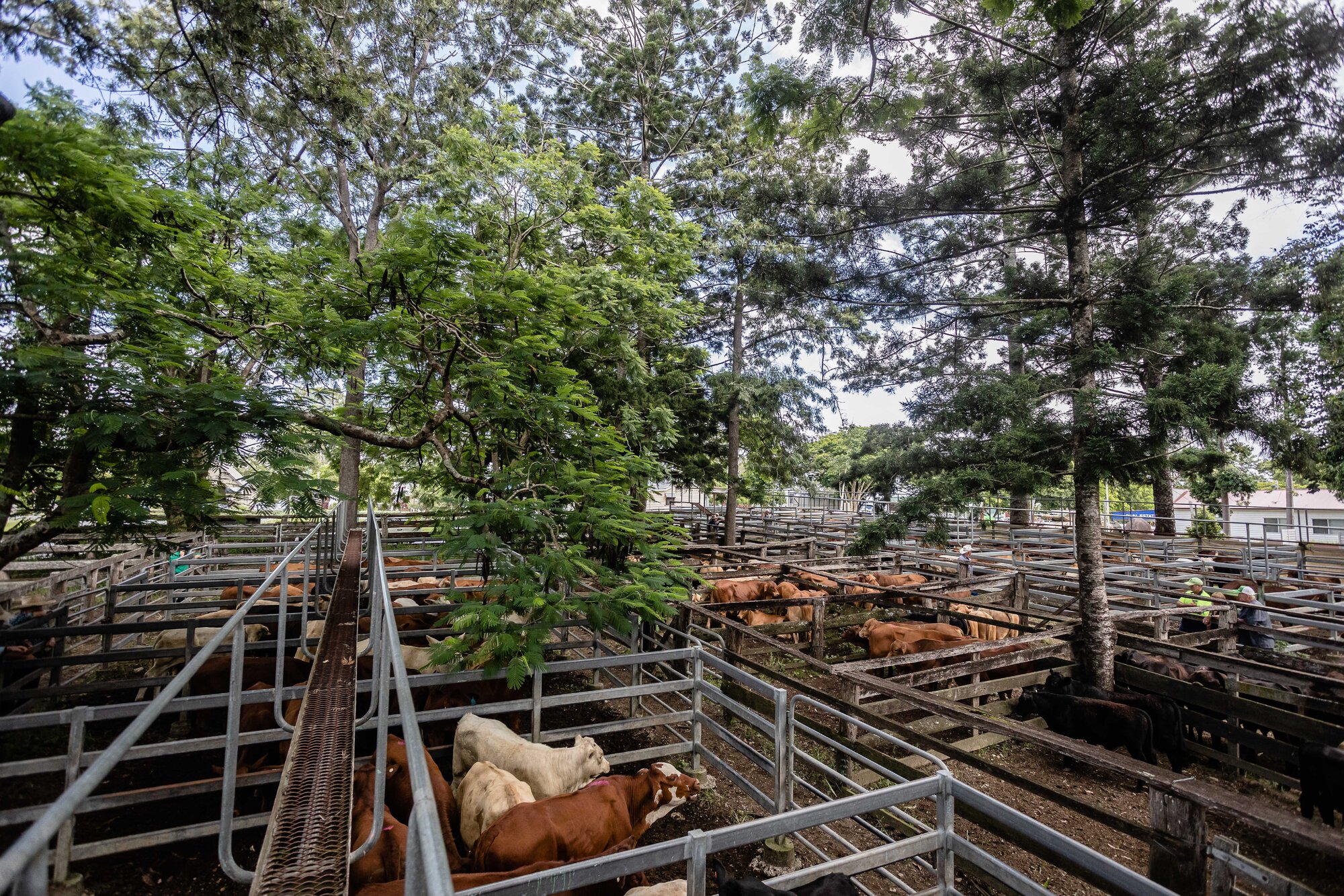 Woodford Saleyards - 129 Archer Street Woodford - catwalk and cattle in multiple stockyards
