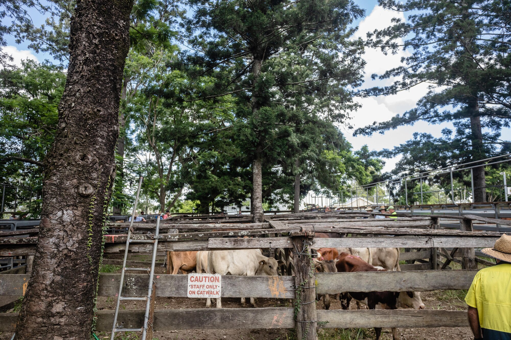 Woodford Saleyards - 129 Archer Street Woodford - cattle in multiple stockyards