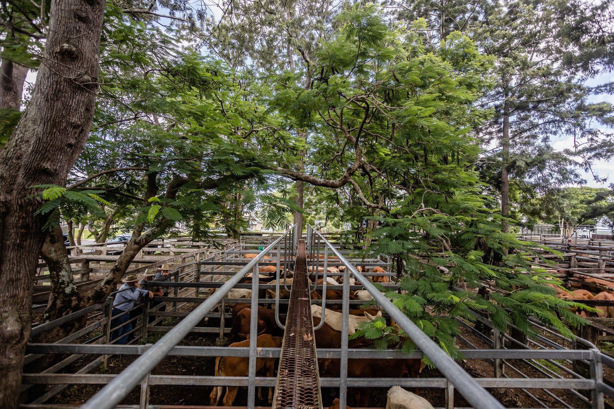 Woodford Saleyards - 129 Archer Street Woodford - catwalk and cattle in multiple stockyards