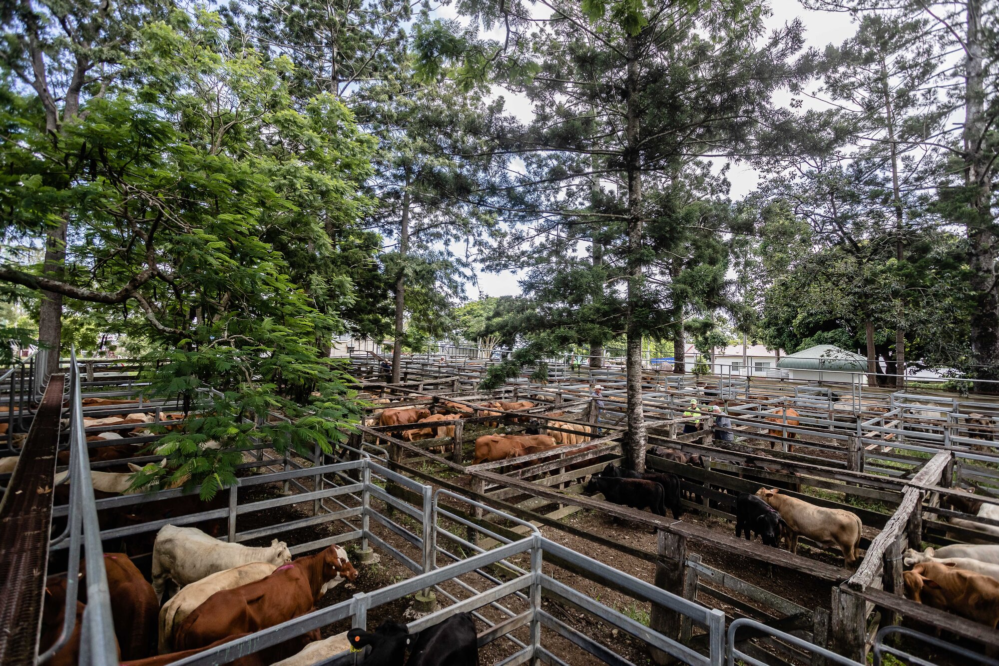 Woodford Saleyards - 129 Archer Street Woodford - catwalk and cattle in multiple stockyards