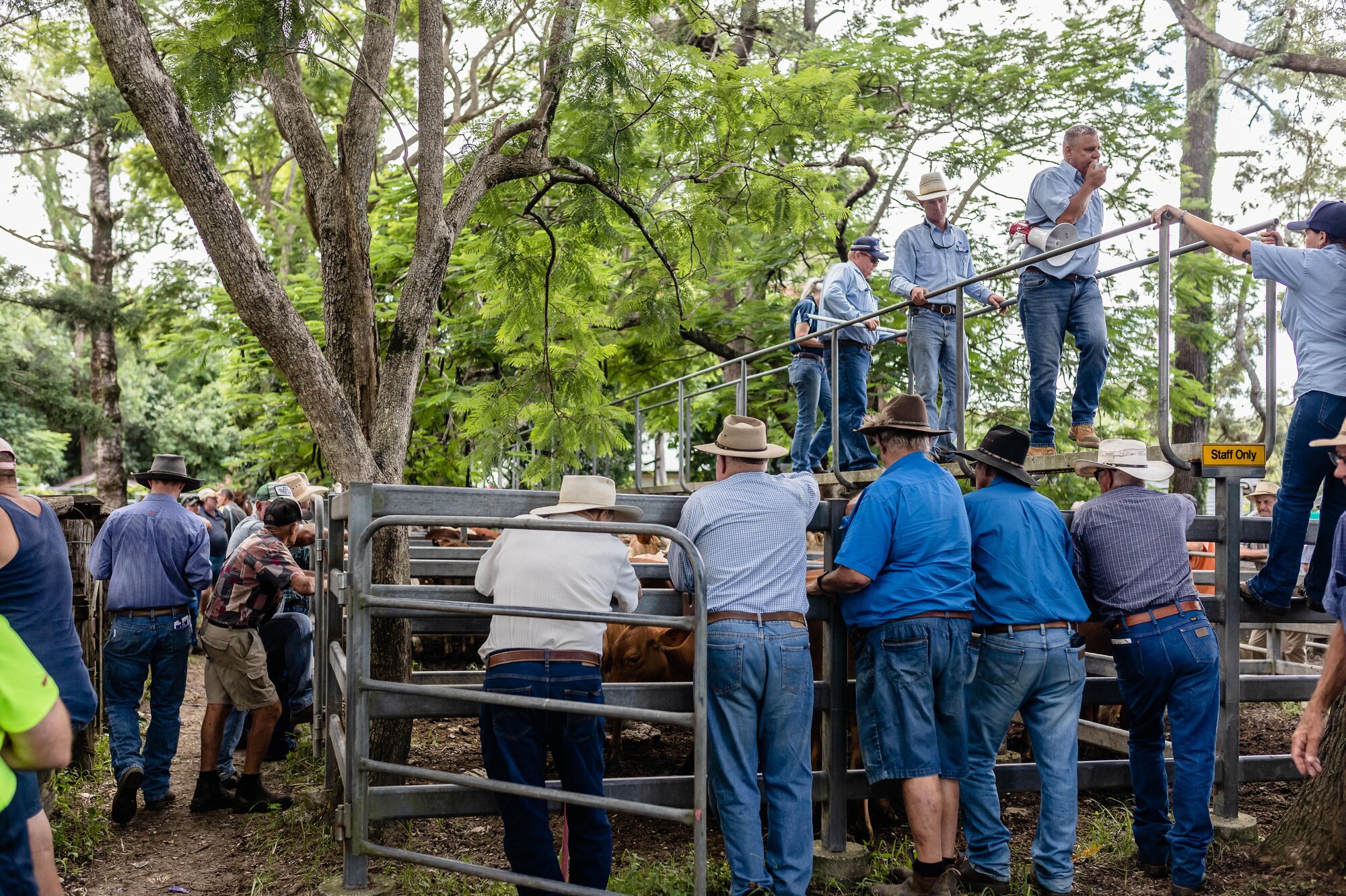 Woodford Saleyards - 129 Archer Street Woodford - auctioneer conducting an auction on one of the lots of cattle